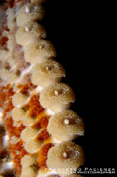 Detail of the arm of a Seastar of the species Martasteria... by Francesco Pacienza 